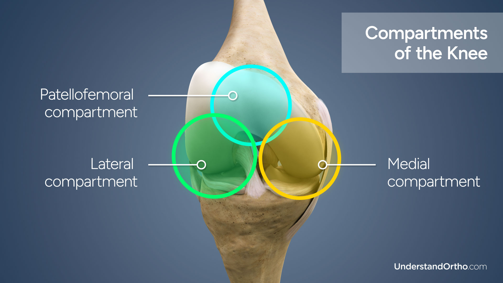 Main compartments of the knee