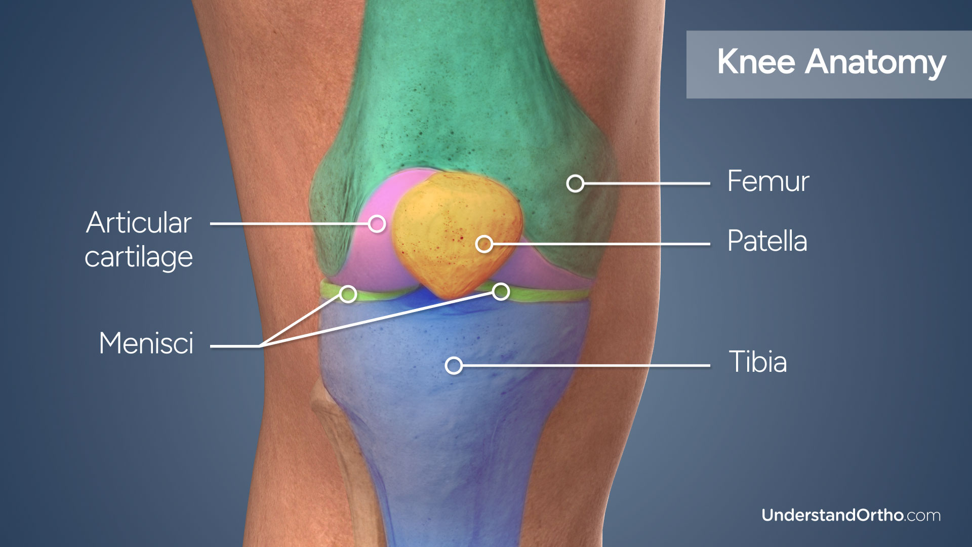 Anatomy of the knee with color areas and labels