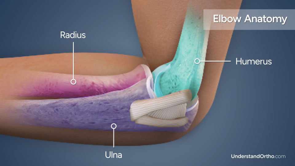 3D rendering of the elbow with colorized areas highlighting its anatomy