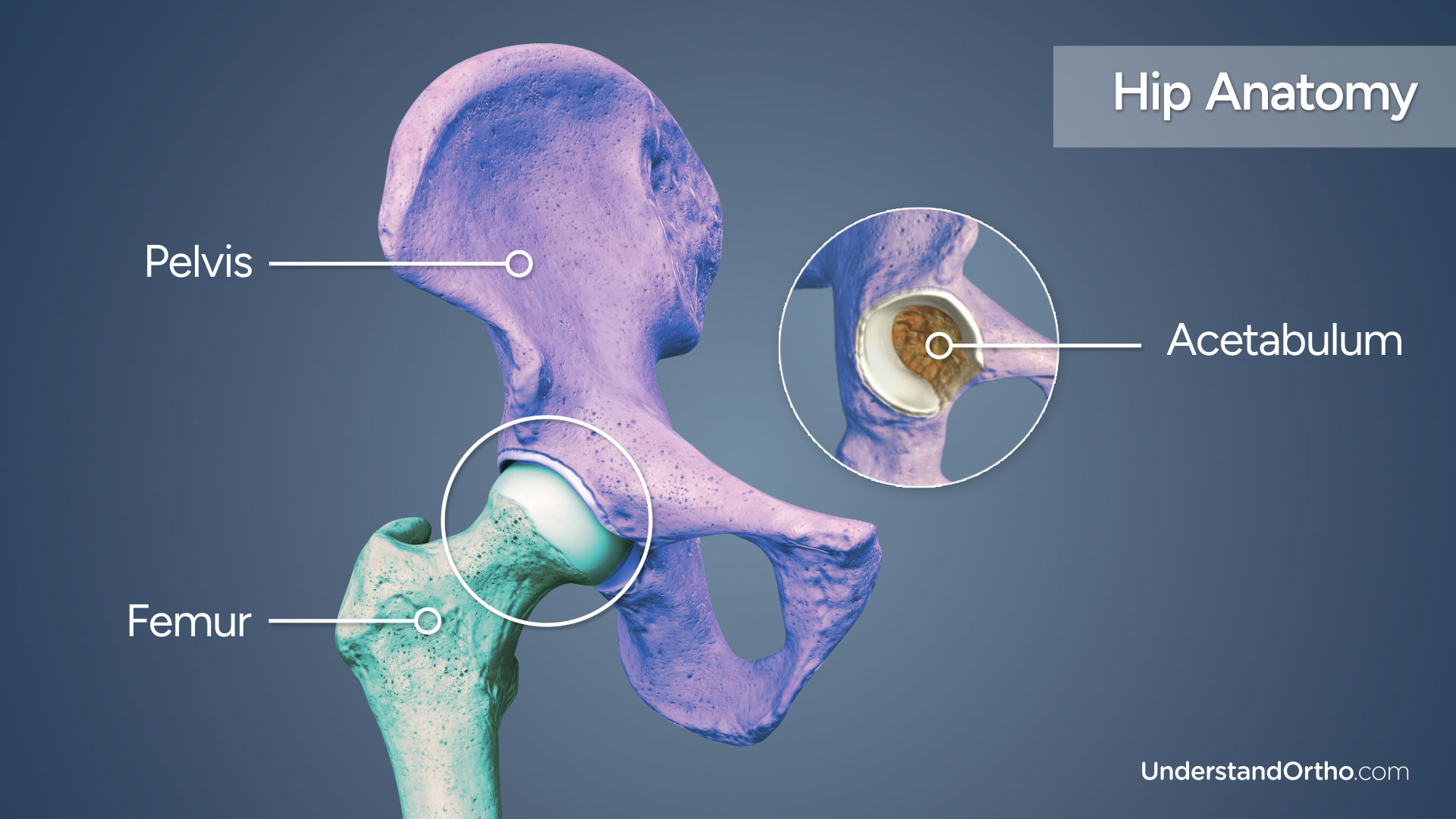 3D rendering of hip bones with colorized regions highlighting its anatomy