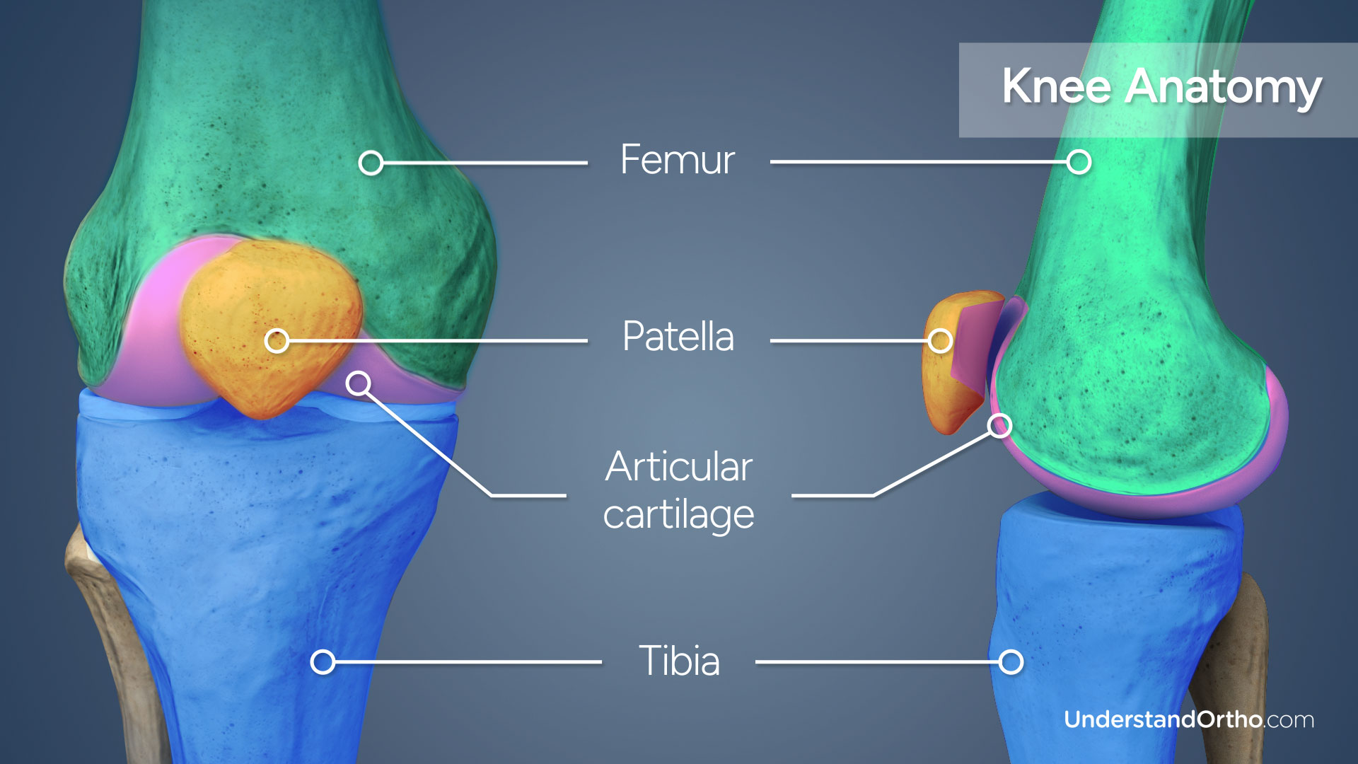 3D rendering of the knee with colorized regions highlighting its major anatomical structures