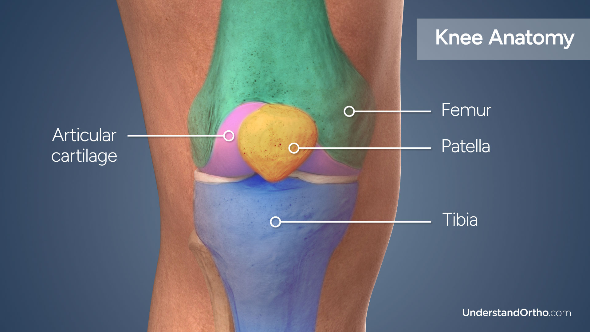 3D rendering of the knee with colorized regions highlighting the anatomy of the knee