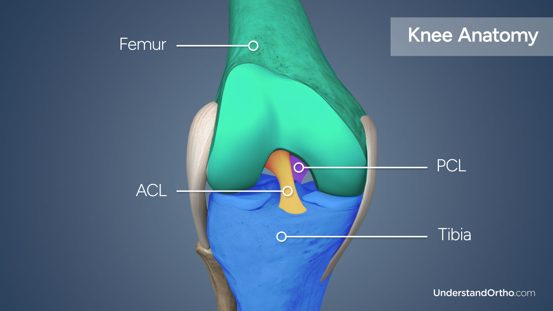 Torn ACL Reconstruction (BPTB Graft) – UnderstandOrtho™